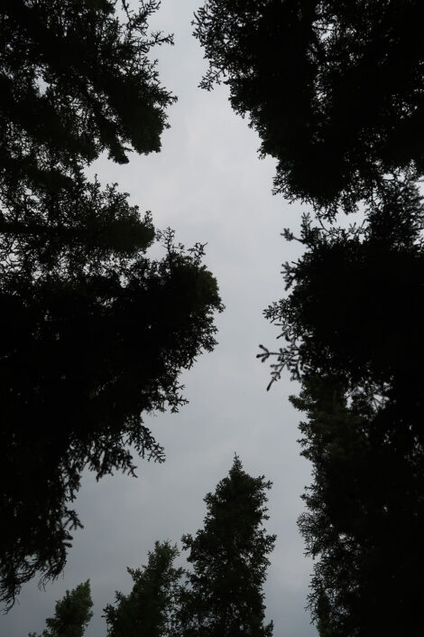 Tree canopy against a gray sky.