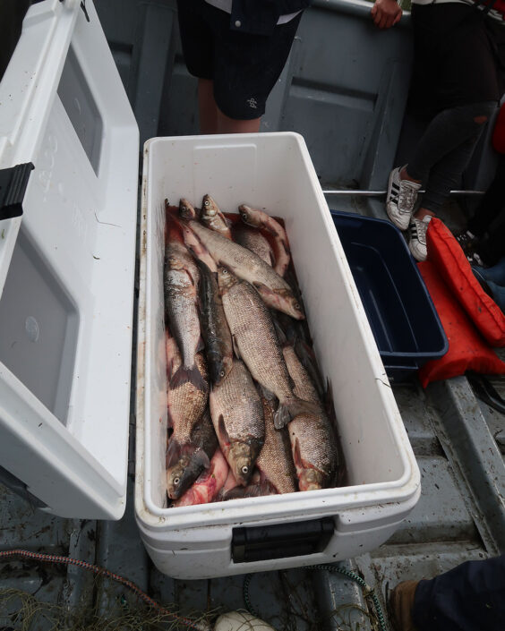 Photo of a cooler filled with freshly caught fish.
